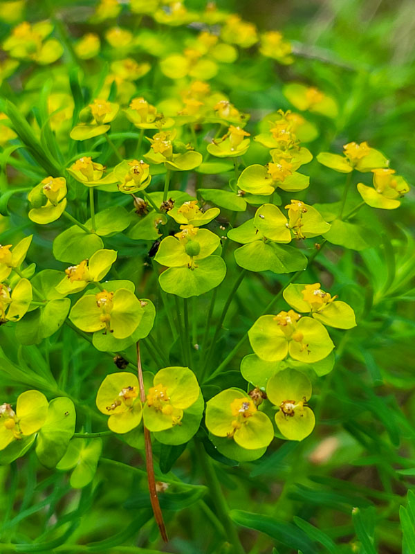 flora & fauna in Silz, Tirol
